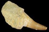 Fossil Rooted Mosasaur (Platycarpus?) Tooth - Morocco #117052-1
